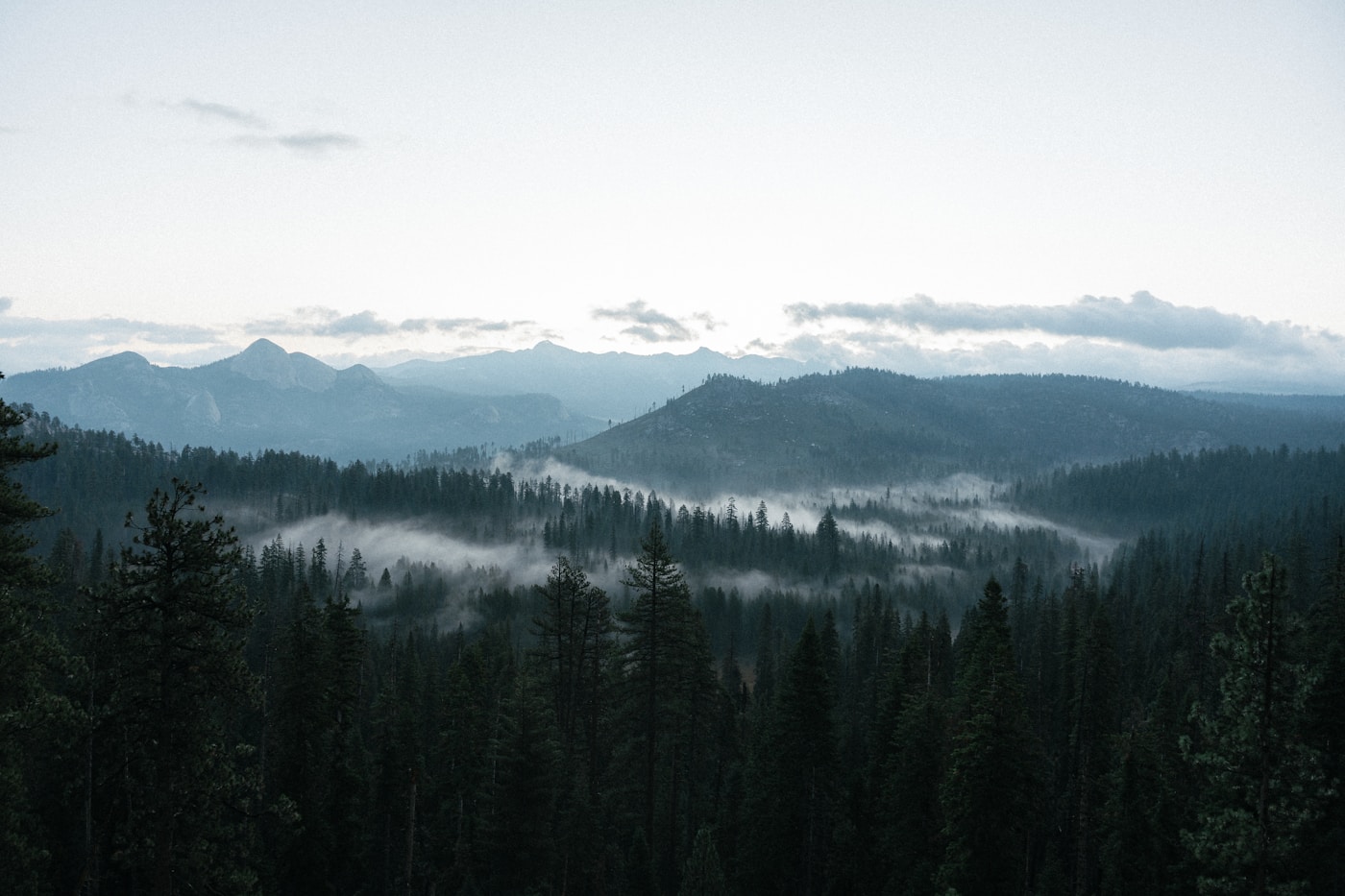 Misty Pacific Northwest forest